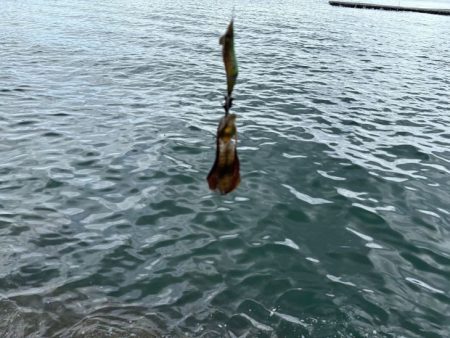 姫路周辺秋イカ調査