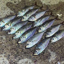 姫路離島アジング｜シーズンオフ！