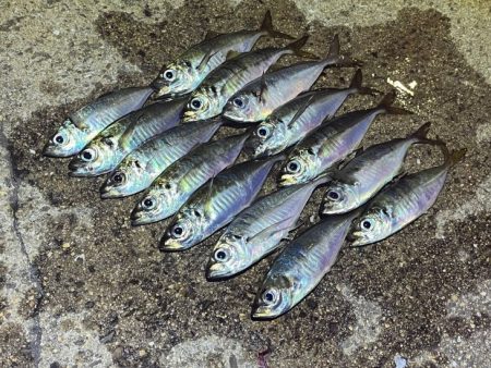 姫路離島アジング｜シーズンオフ！