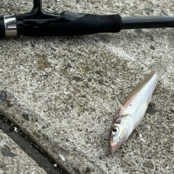 アタリは少ないけど釣れたらデカいのが多い！