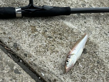 アタリは少ないけど釣れたらデカいのが多い！