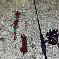 姫路離島ケンサキイカ｜ハズレ年ながら一瞬の時合いで！