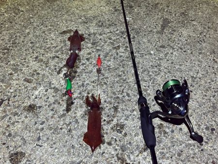 姫路離島ケンサキイカ｜ハズレ年ながら一瞬の時合いで！