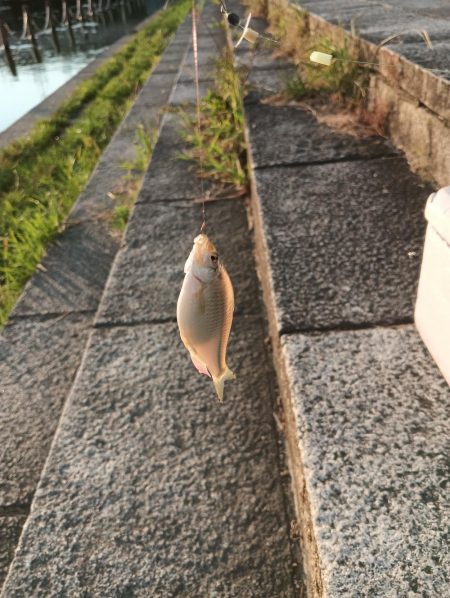 久しぶりのタナゴ釣り