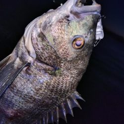 今日も短時間チヌトップ😁