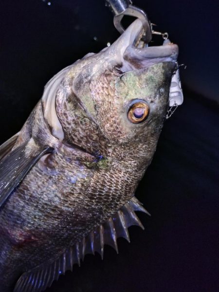 今日も短時間チヌトップ😁