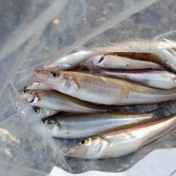 キスが釣りたくて