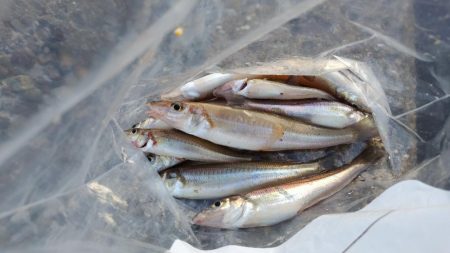 キスが釣りたくて