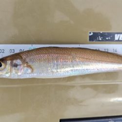 今日も朝のうちに