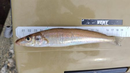 今日も朝のうちに