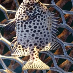 急遽リベンジ釣行へ…