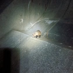 苅屋海岸のキス釣り