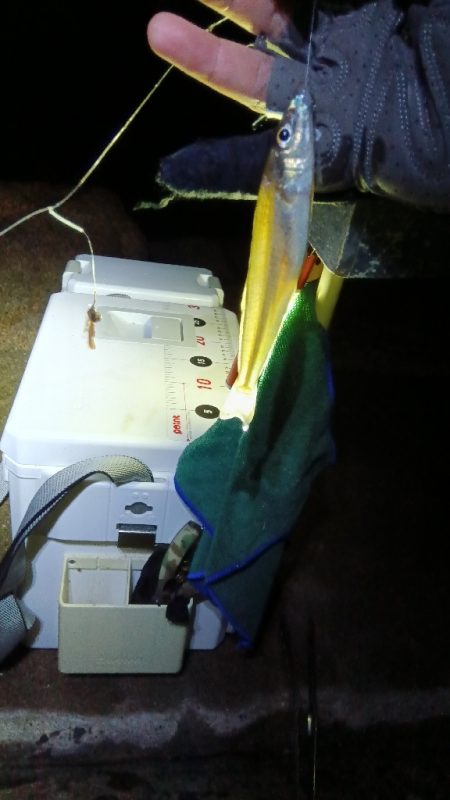 苅屋海岸のキス釣り