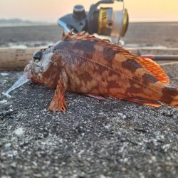 ロックフィッシュ釣行