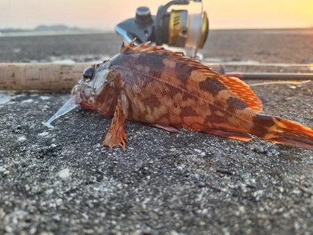 ロックフィッシュ釣行