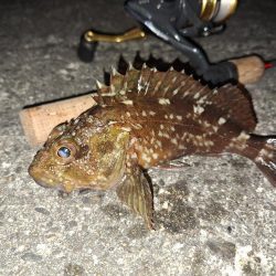 ロックフィッシュ釣行