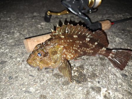 ロックフィッシュ釣行