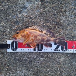 ロックフィッシュ釣行