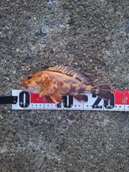 ロックフィッシュ釣行