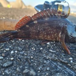 ロックフィッシュ釣行