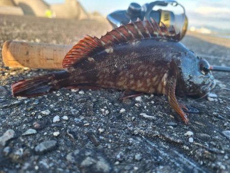 ロックフィッシュ釣行