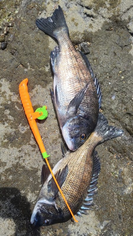 Wチヌキャッチャー