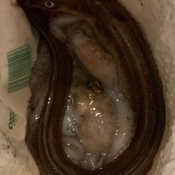 改造タコエギで