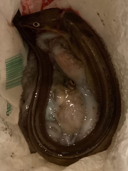 改造タコエギで