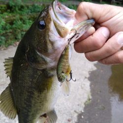 放流バスに遊んでもらいました