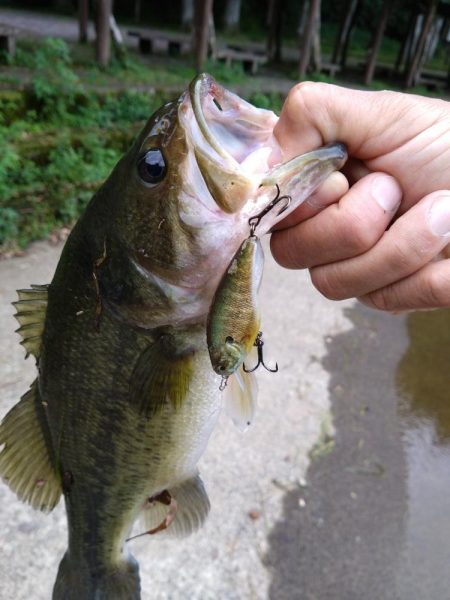 放流バスに遊んでもらいました