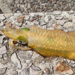 エギング&チニング