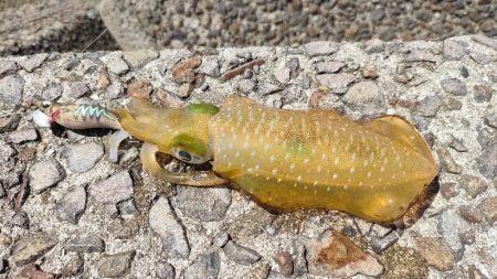 エギング&チニング