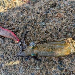 ハタゲーム&エギング