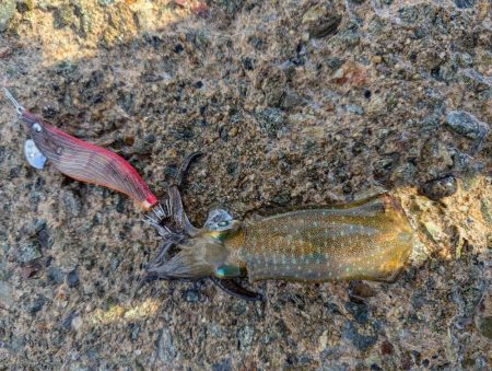 ハタゲーム&エギング