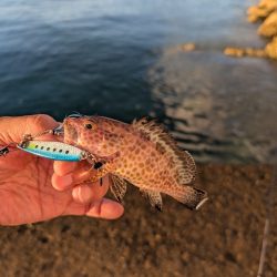 陸っぱり釣行記