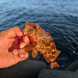 陸っぱり釣行記
