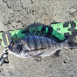 チヌとセイゴ釣れました。