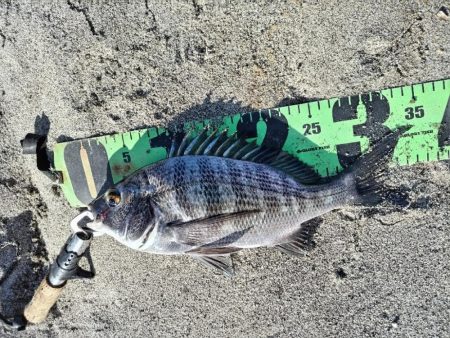 チヌとセイゴ釣れました。