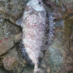 イサキと外道達