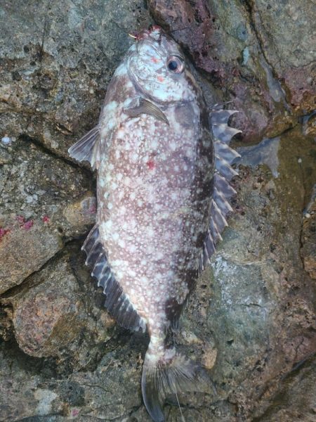 イサキと外道達