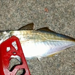 荒天前アジング