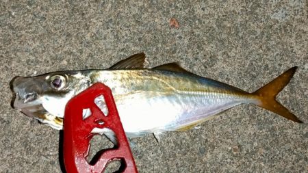 荒天前アジング