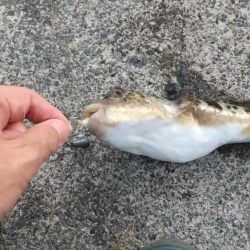 波止カワハギ開幕戦