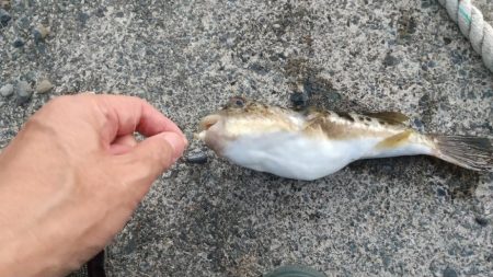 波止カワハギ開幕戦