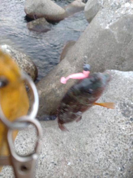 アオリイカ、キジハタ、キュウセン