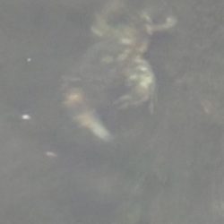 キジハタ、カサゴ（お）