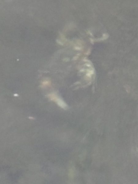 キジハタ、カサゴ（お）