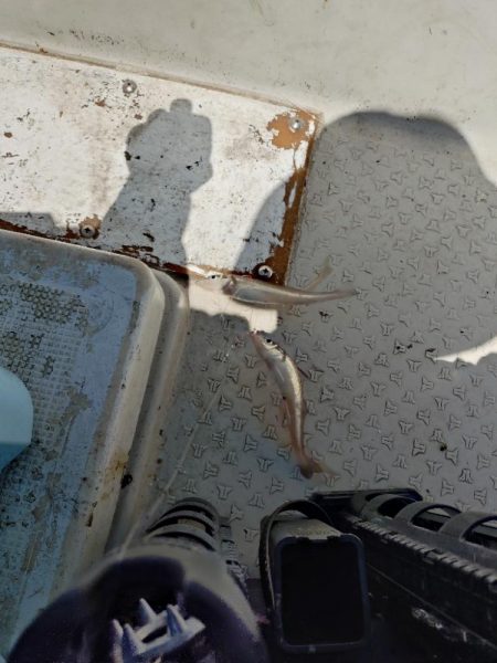 初の船キス釣り!!