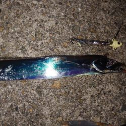 お盆明けタチウオ調査🎣