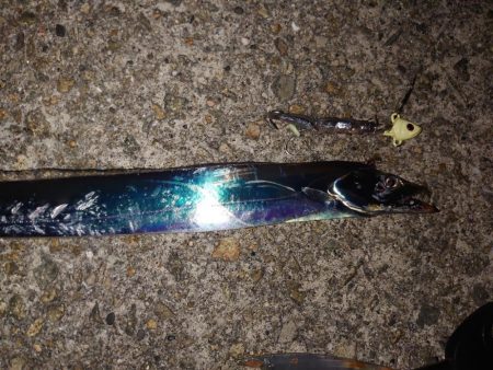 お盆明けタチウオ調査🎣